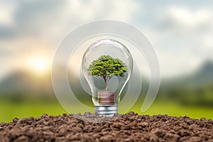 Tree growing on coins in bulbs including sunset background energy-saving concept Renewable energy