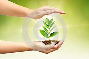 Tree growing on coins