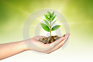 Tree growing on coins