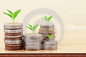 Tree growing on coins stack for saving money concept