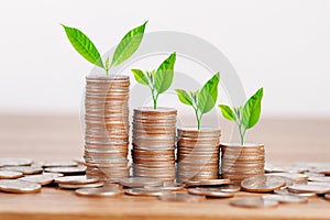 Tree growing on coins stack for saving money concept