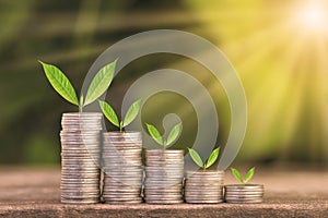 Tree growing on coins stack with sun ray for saving money