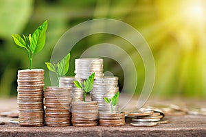 Tree growing on coins stack with sun ray for saving money