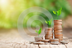 Tree growing on coins stack with sun ray for saving money