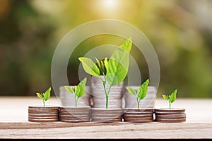 Tree growing on coins stack with sun ray for saving money