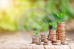 Tree growing on coins stack with sun ray for saving money