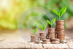 Tree growing on coins stack with sun ray for saving money