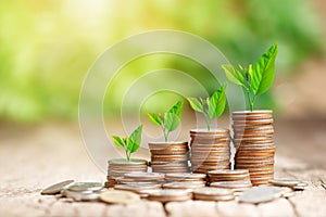 Tree growing on coins stack with sun ray for saving money