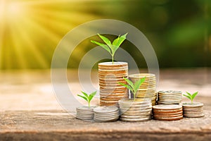 Tree growing on coins stack with sun ray for saving money