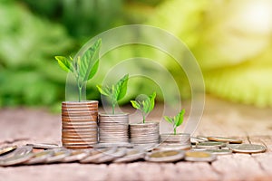 Tree growing on coins stack with sunray