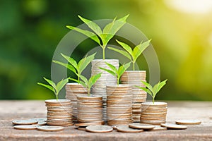 Tree growing on coins stack with sunray for saving money