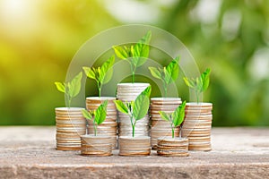 Tree growing on coins stack with sunray for saving money