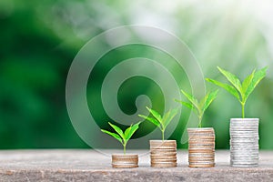 Tree growing on coins stack with sunray for saving money concept