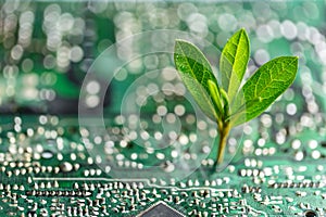 Tree growing on the converging point of computer circuit board. Green computing, Green technology, Green IT, CSR, and IT ethics.