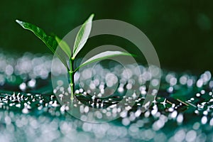 Tree growing on the converging point of computer circuit board. Green computing, Green technology, Green IT, CSR, and IT ethics.