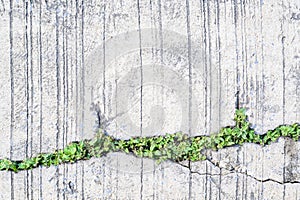 Tree growing on the crack concrete floor