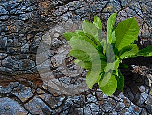 A tree growing on cracked ground