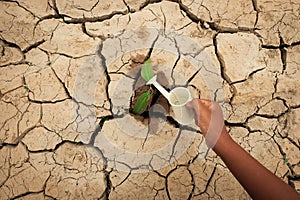 A tree growing on cracked ground. Crack dried soil in drought, Affected of global warming made climate change. Water shortage.