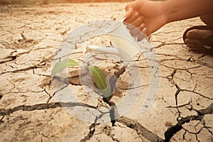 A tree growing on cracked ground. Crack dried soil in drought, Affected of global warming made climate change. Water shortage