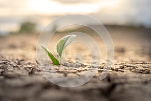 Tree growing on cracked ground. Crack dried soil in drought, Affected of global warming made climate change. Water shortage