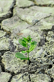 A tree growing on the cracked ground. Crack dried soil in drought, Affected by global warming made climate change. Water shortage.