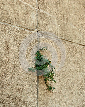 Tree growing through Cracked wall.Small tree-during the growth on cement wall.Old plaster walls cracked crack.weed