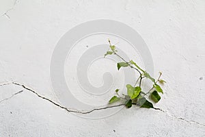 Tree growing through Cracked wall.Small tree-during the growth on cement wall. Old plaster walls cracked crack.weed