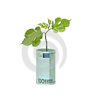 Tree growing from euro bill