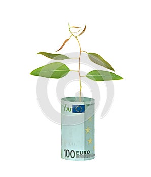 Tree growing from euro bill