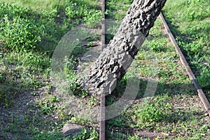 Tree is growing exactly on a train rail