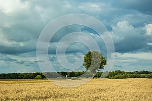 Tree growing in a field and dark rainy clouds