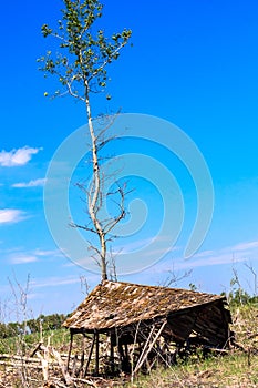 A tree is growing in front of a dilapidated shack