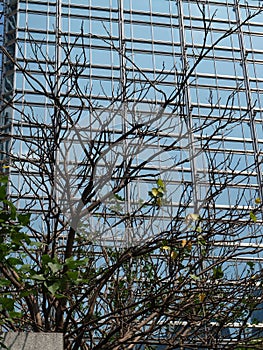 Tree growing in front of glass wall of skyscraper in Hong-Kong