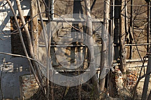 Tree growing in front of an old destroyed object