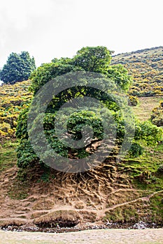 A tree growing on a hill in Shropshire with its roots exposed
