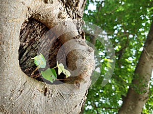 Tree growing inside of tree