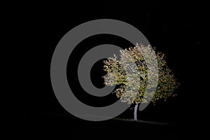 Tree growing int the grass plane during night