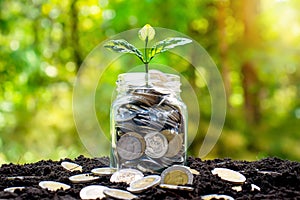A tree growing on a jar of money.
