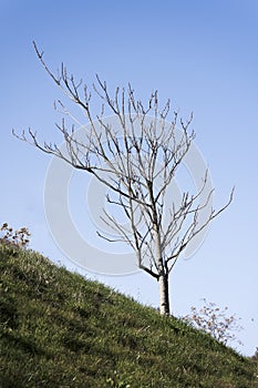 tree growing leaning on a sloping hill