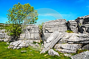 Tree growing from limestone pavement.