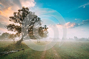 Tree Growing Near Country Road. Morning Sunrise Sky Over Misty Meadow Landscape. Autumn