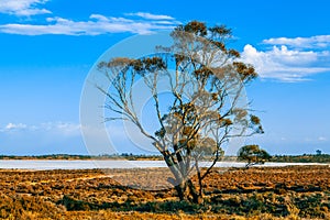 Tree growing near salt lake.