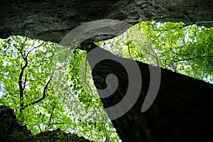Tree growing next to a rock