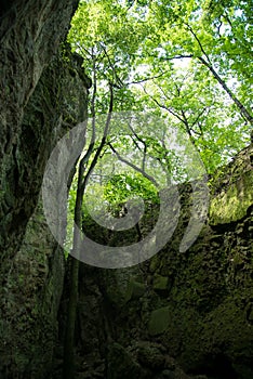 Tree growing next to a rock