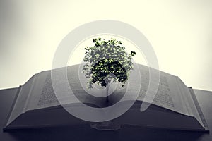 Tree growing from an open book. Education, imagination, creativity photo