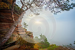 a tree growing out of a cliff face with a foggy sky in the background and a few clouds in the distance