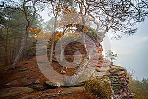 a tree growing out of a cliff face with a foggy sky in the background and a few clouds in the distance