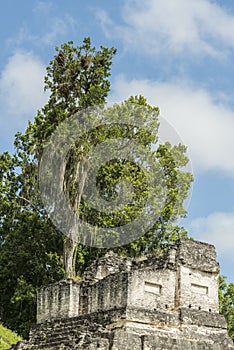 Tree growing out of a Maya temple