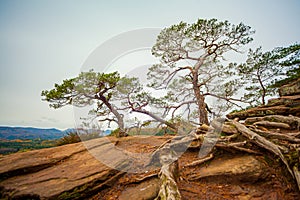 a tree that is growing out of a rock on a hill side with a sky background and a few trees, a jigsaw puzzle