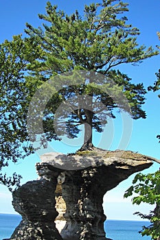 Tree growing out of a rock